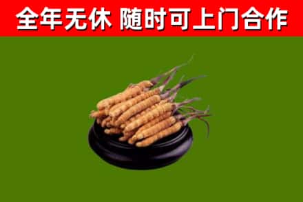 阳泉市回收散虫草
