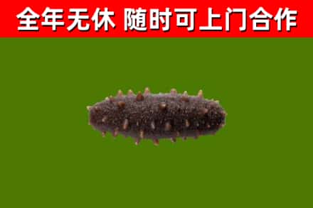 阳泉市回收海参干